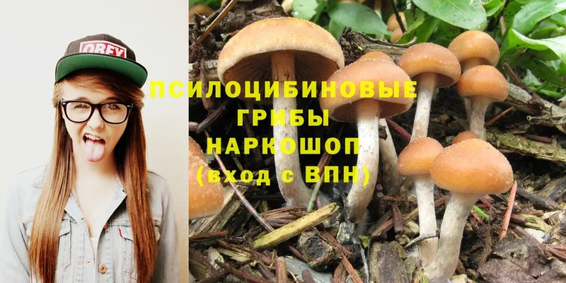 мега зеркало  Высоцк  Псилоцибиновые грибы Psilocybe 